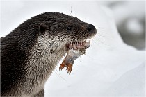 Bwald 17-02-08 2375   Photos ACG 2017