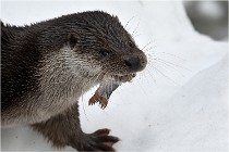 Bwald 17-02-08 2378   Photos ACG 2017