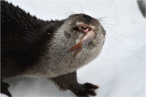 Bwald 17-02-08 2381   Photos ACG 2017