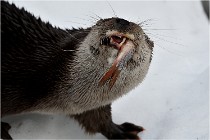 Bwald 17-02-08 2383   Photos ACG 2017