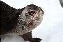 Bwald 17-02-08 2385   Photos ACG 2017