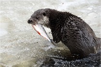 Bwald 17-02-08 2413   Photos ACG 2017