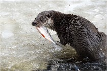 Bwald 17-02-08 2414   Photos ACG 2017