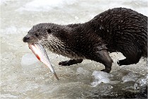 Bwald 17-02-08 2416   Photos ACG 2017