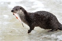 Bwald 17-02-08 2419   Photos ACG 2017