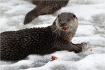 Bwald 17-02-08 2464   Photos ACG 2017