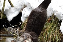 Bwald 17-02-08 2621   Photos ACG 2017