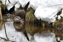 Bwald 17-02-08 2622   Photos ACG 2017