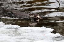 Bwald 17-02-08 2626   Photos ACG 2017