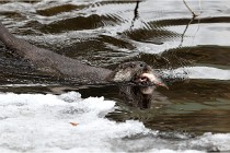 Bwald 17-02-08 2630   Photos ACG 2017