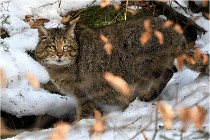 Bwald 17-02-08 2695   Photos ACG 2017