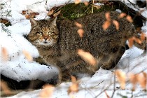 Bwald 17-02-08 2701   Photos ACG 2017