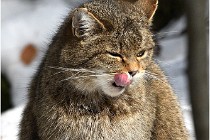 Bwald 17-02-08 2758   Photos ACG 2017