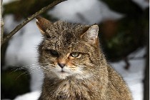 Bwald 17-02-08 2775   Photos ACG 2017