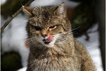 Bwald 17-02-08 2776   Photos ACG 2017