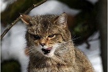 Bwald 17-02-08 2777  Photos ACG 2017