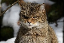 Bwald 17-02-08 2778   Photos ACG 2017