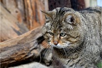 Bwald 17-02-08 2810   Photos ACG 2017