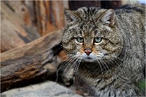 Bwald 17-02-08 2815   Photos ACG 2017