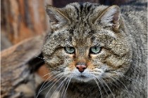 Bwald 17-02-08 2816   Photos ACG 2017