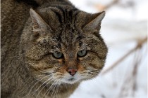 Bwald 17-02-08 2824   Photos ACG 2017