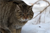 Bwald 17-02-08 2825   Photos ACG 2017