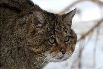 Bwald 17-02-08 2826   Photos ACG 2017