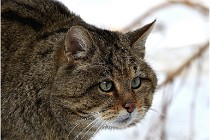 Bwald 17-02-08 2827   Photos ACG 2017