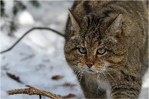 Bwald 17-02-08 2840   Photos ACG 2017