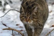 Bwald 17-02-08 2841   Photos ACG 2017