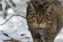 Bwald 17-02-08 2843   Photos ACG 2017