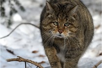 Bwald 17-02-08 2844   Photos ACG 2017