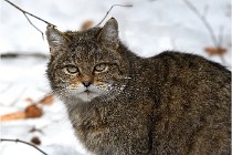 Bwald 17-02-08 2854  Photos ACG 2017