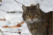 Bwald 17-02-08 2855   Photos ACG 2017