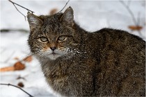 Bwald 17-02-08 2856   Photos ACG 2017