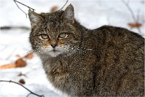 Bwald 17-02-08 2857  Photos ACG 2017