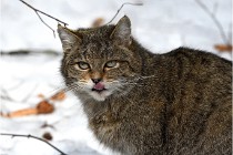 Bwald 17-02-08 2859  Photos ACG 2017