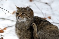 Bwald 17-02-08 2865  Photos ACG 2017