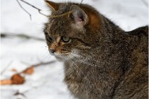 Bwald 17-02-08 2868   Photos ACG 2017