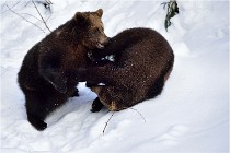 Bwald 17-02-09 0106   Photos ACG 2017