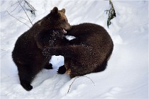 Bwald 17-02-09 0107   Photos ACG 2017