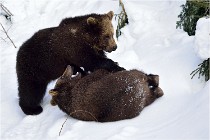 Bwald 17-02-09 0112   Photos ACG 2017