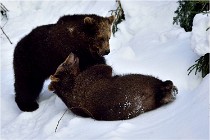 Bwald 17-02-09 0113   Photos ACG 2017