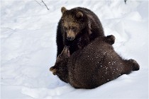 Bwald 17-02-09 0116   Photos ACG 2017