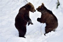 Bwald 17-02-09 0143   Photos ACG 2017