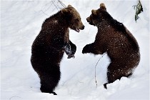 Bwald 17-02-09 0144   Photos ACG 2017