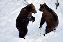 Bwald 17-02-09 0145   Photos ACG 2017