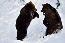 Bwald 17-02-09 0146   Photos ACG 2017