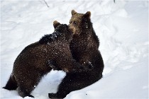 Bwald 17-02-09 0156   Photos ACG 2017