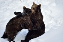 Bwald 17-02-09 0157   Photos ACG 2017